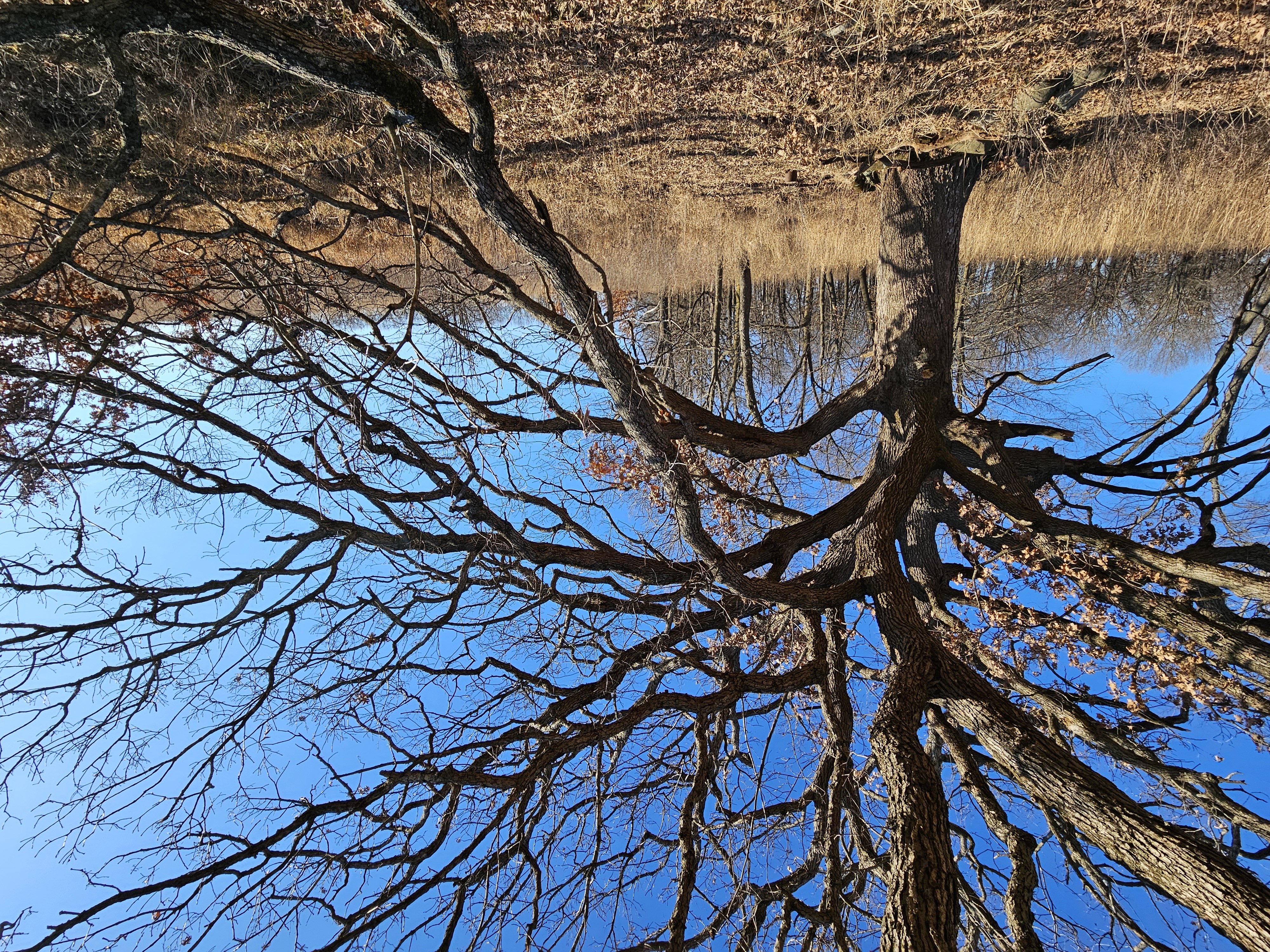 The sprawling branches of a bare oak tree fill the foreground. Around it is a field of tall, dry, brown grasses, with a few other trees visible in the background. Blue sky frames the shot.