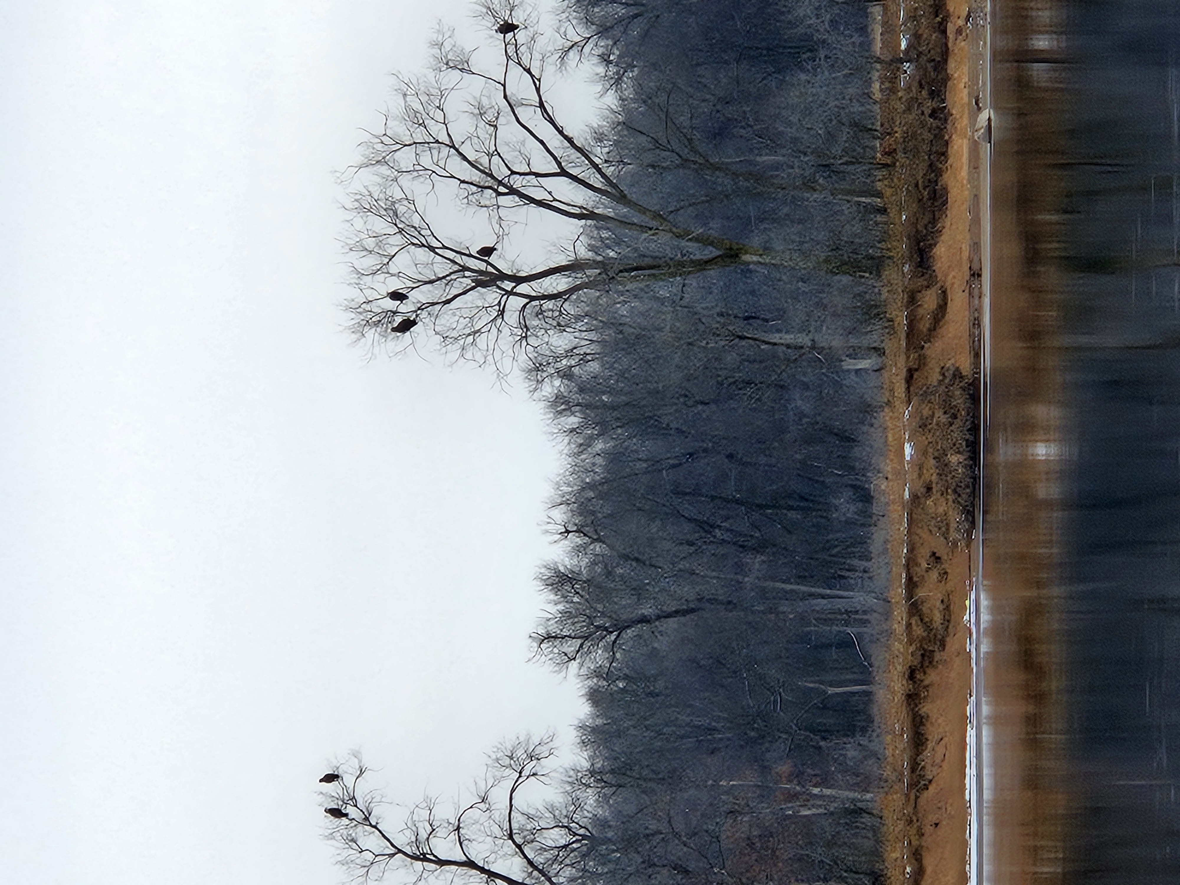 Several large bald eagles sit perched in tall, bare-branched trees along a sandy shoreline, with the river flowing by beneath.