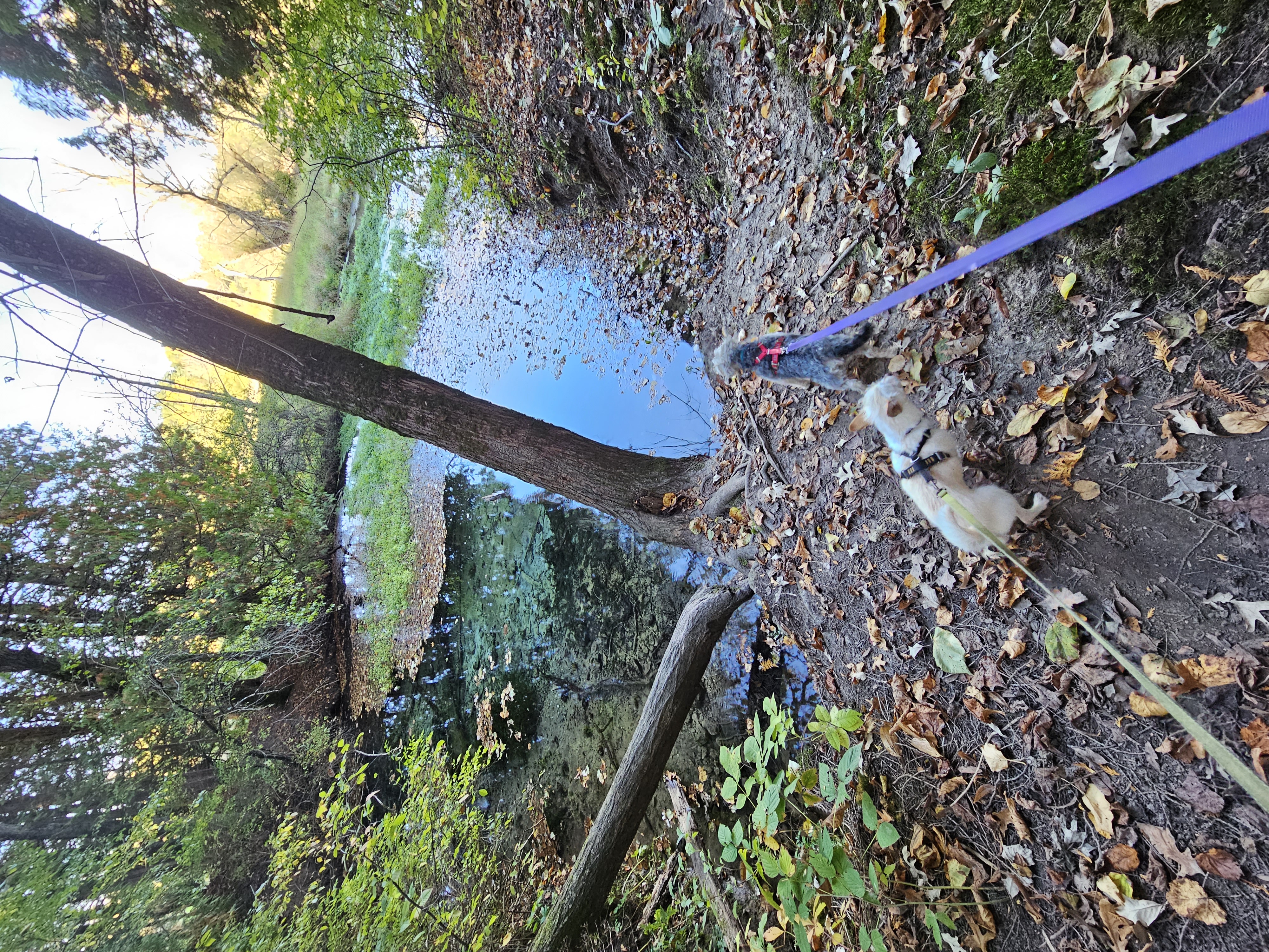 Two small dogs on leashes stand on near the edge of the steep bank overlooking clear blue waters of a spring. Some fall leaves are floating on the water.