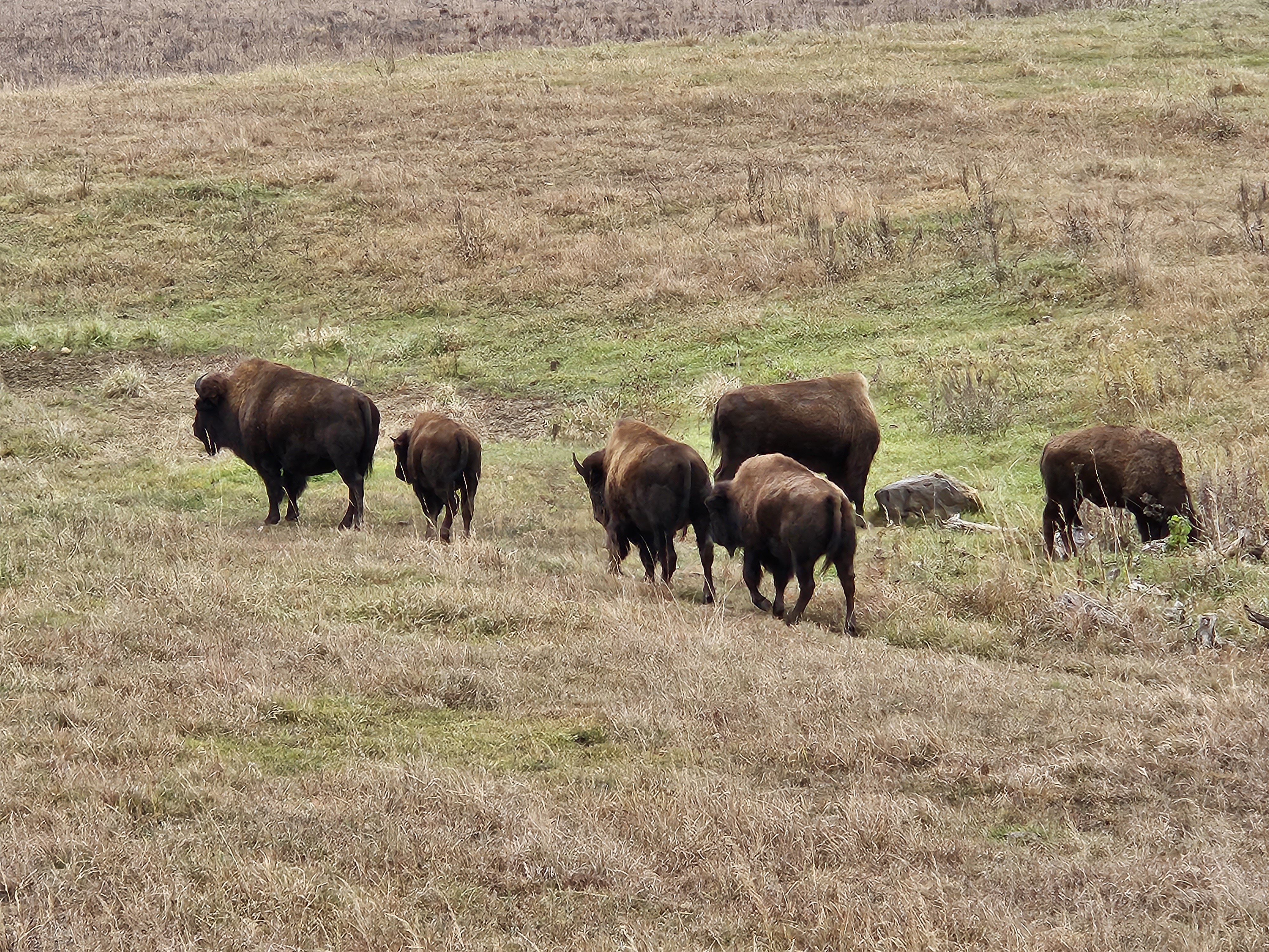 Six bison (American buffalo), including one calf, walk through prairie grassland.