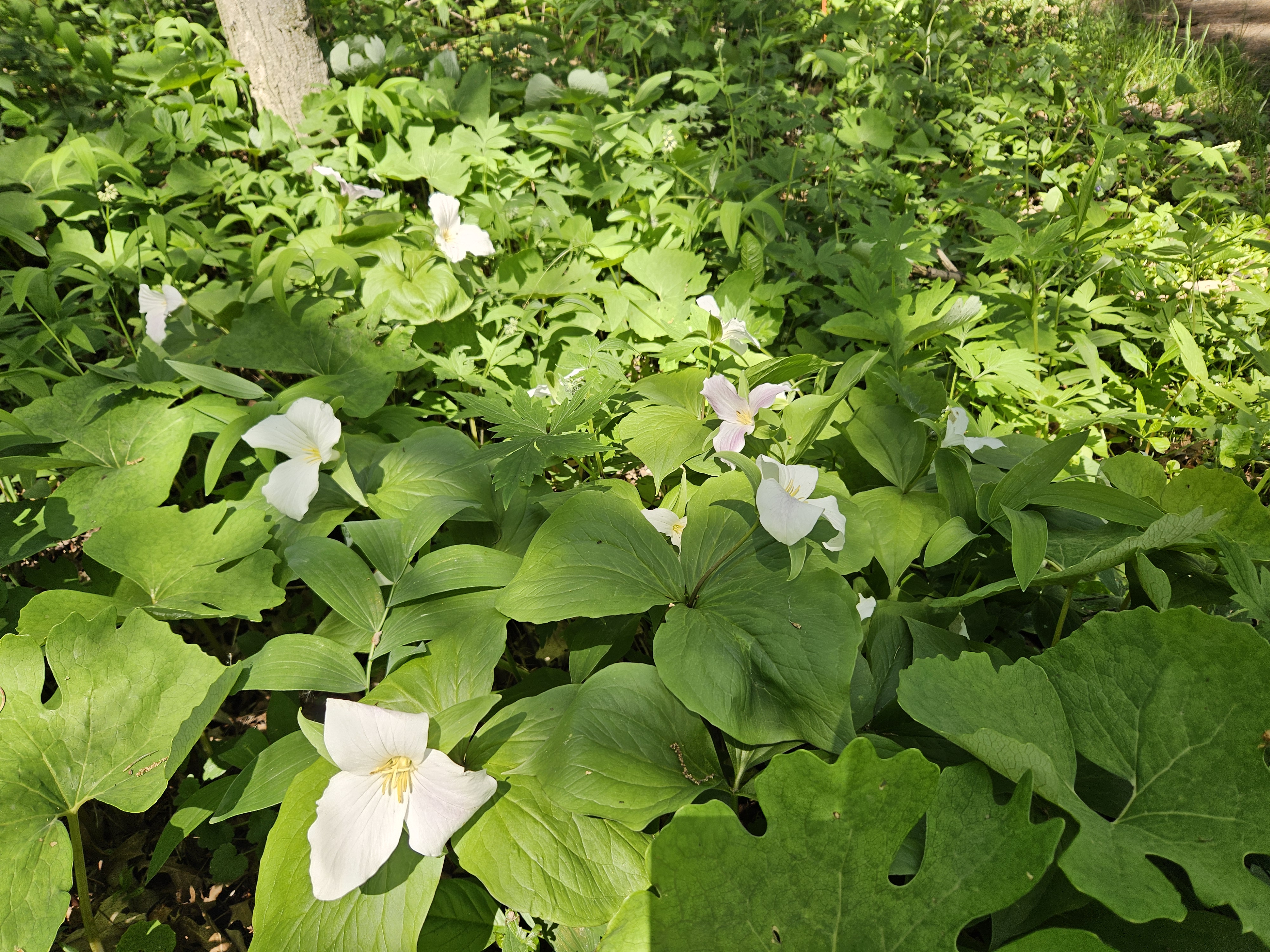 Large flowers of three white petals grow from broad, green, tri-leaf plants in a cluster on the forest floor.