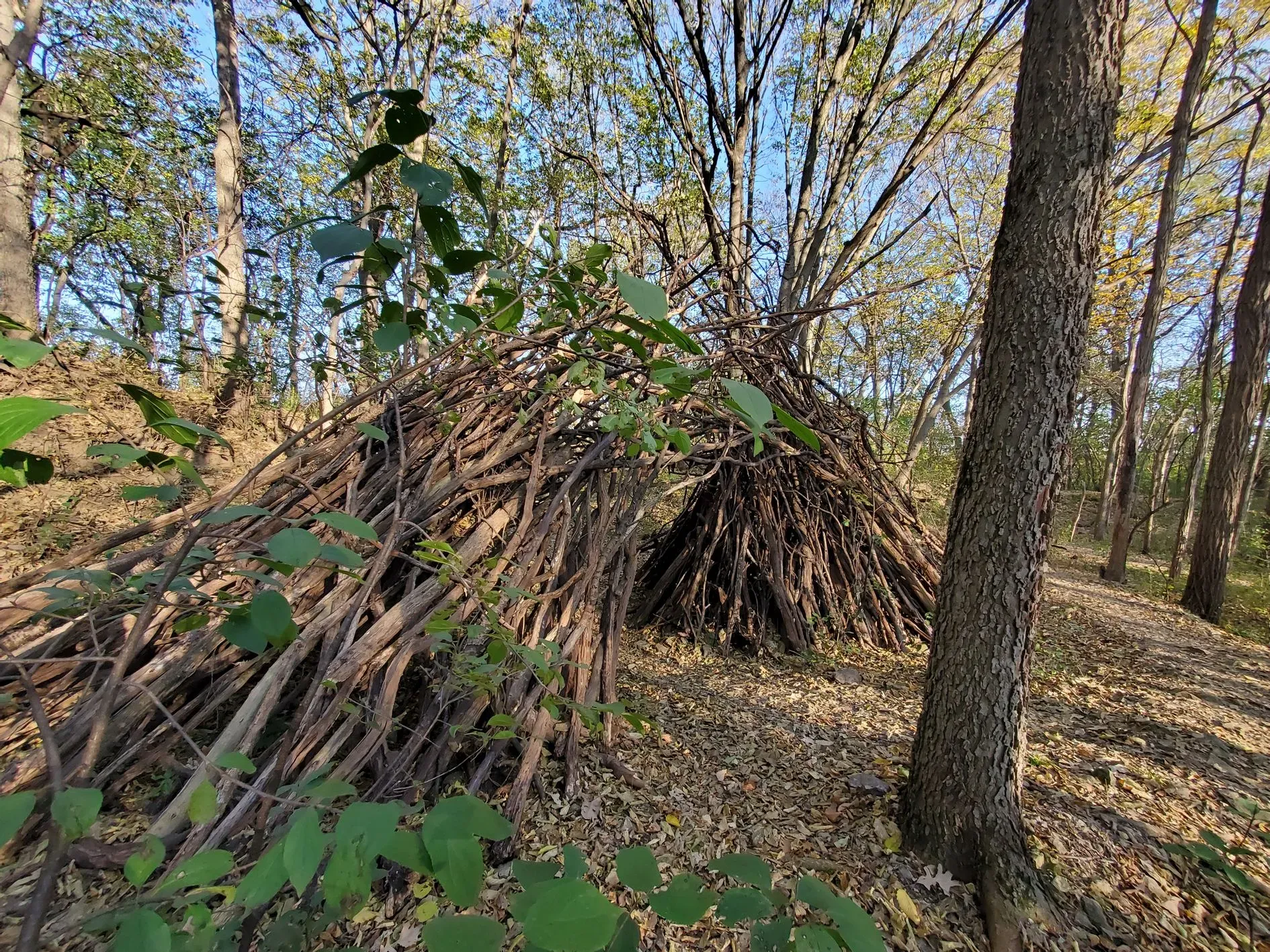 Photo shows an large, arch-like structure built with tree branches, straddling a leaf-strewn trail in the middle of the woods.