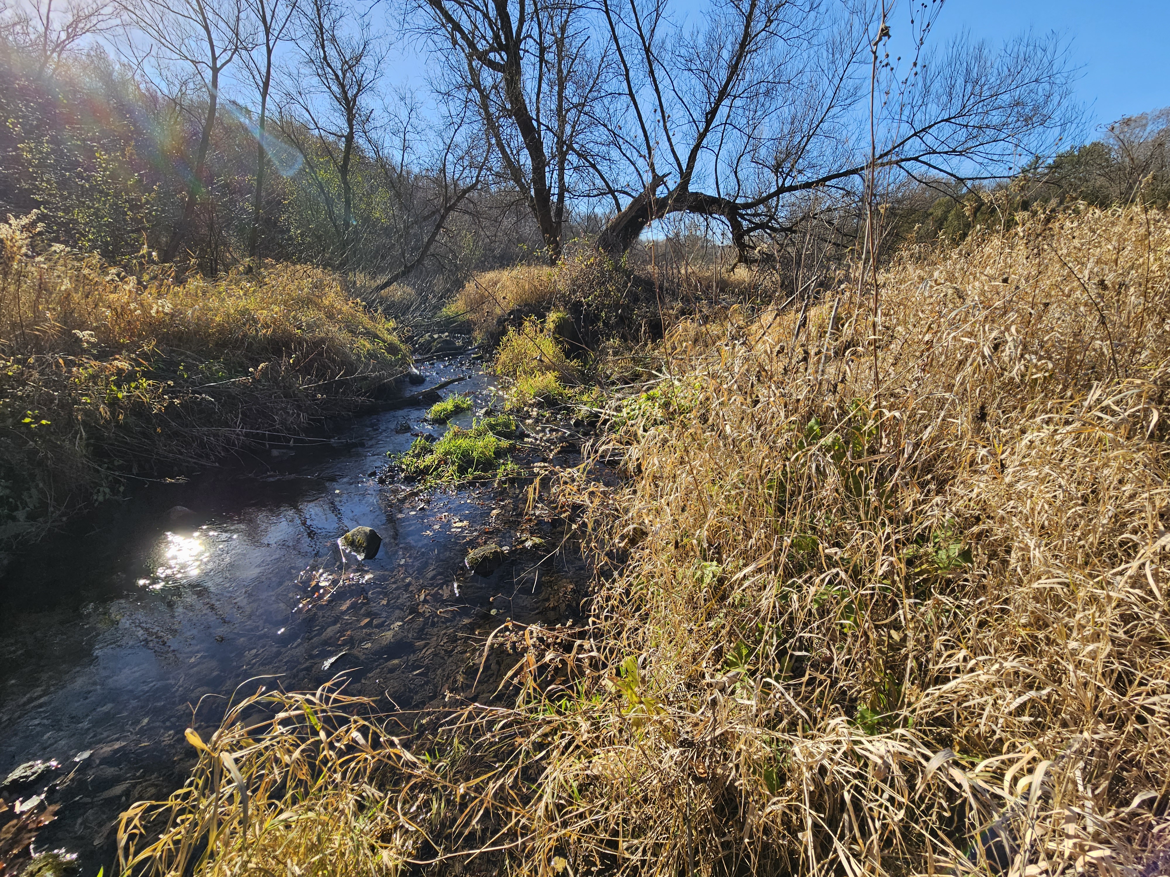 A shallow stream winds around banks covered in tall, dried grasses. Blue sky overhead frames a few bare trees in the background.