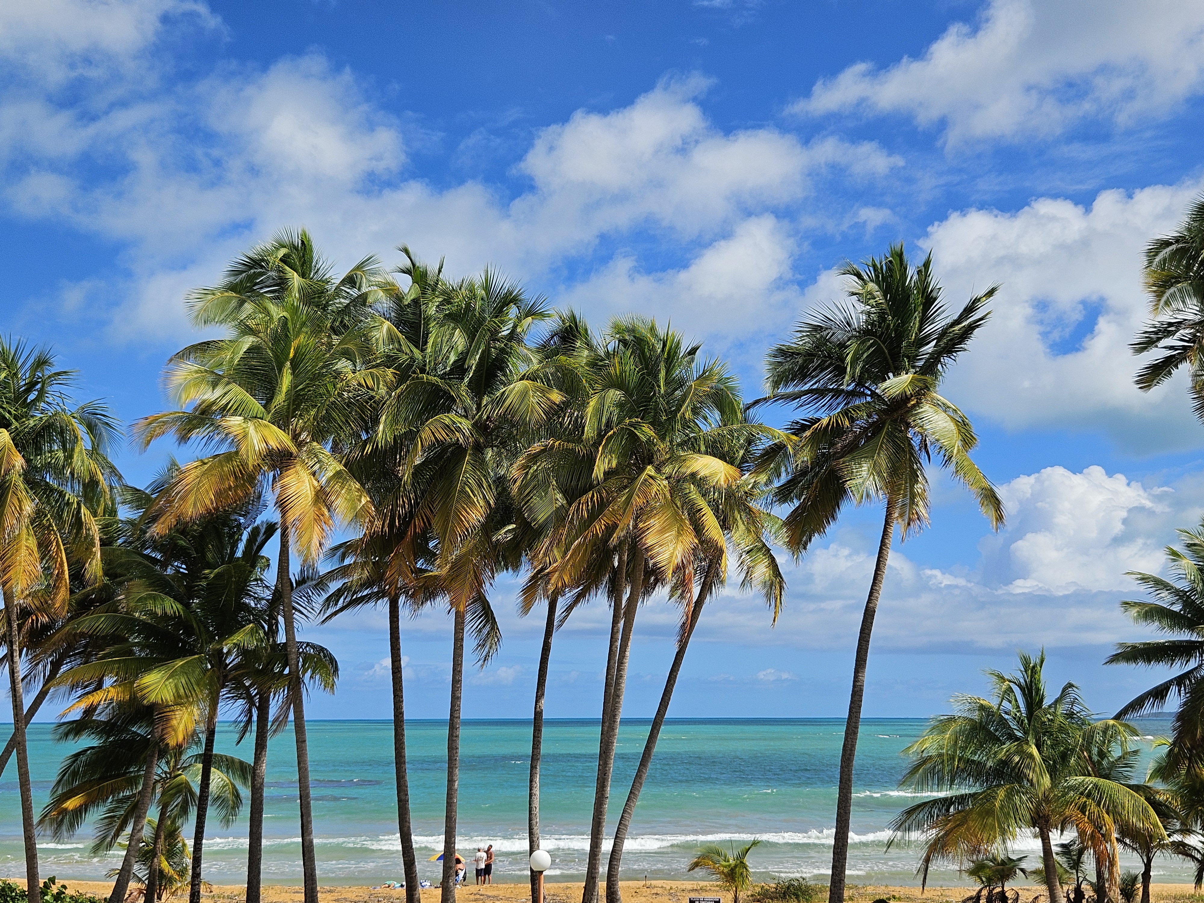 A line of palm trees sway in the breeze, with a bright blue sky and puffy white clouds over head. Behind the trees a strip of sandy beach is visible, beyond which is a brilliant aquamarine ocean.
