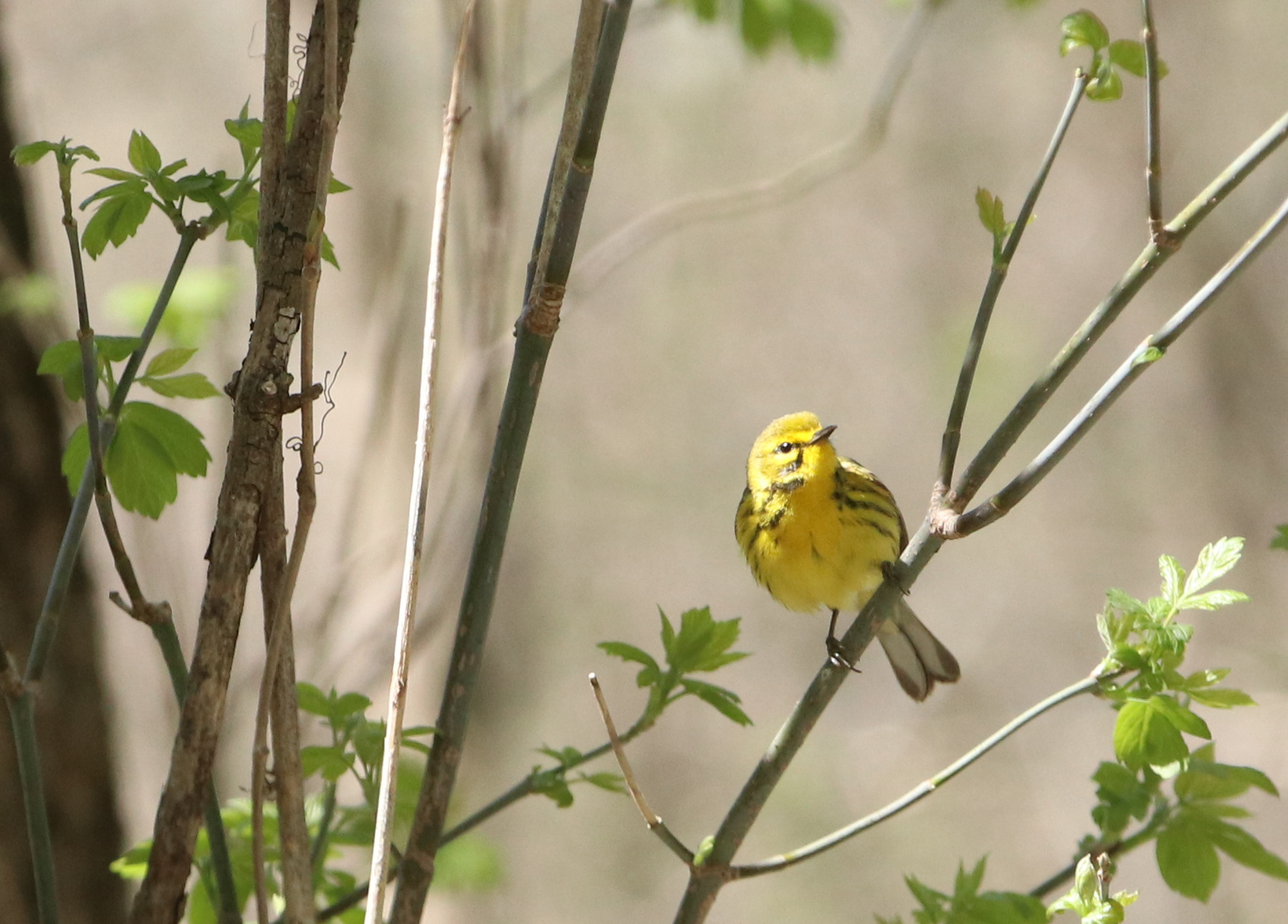 A small yellow bird with black stripes on its sides looks into the camera from its perch on a narrow branch.