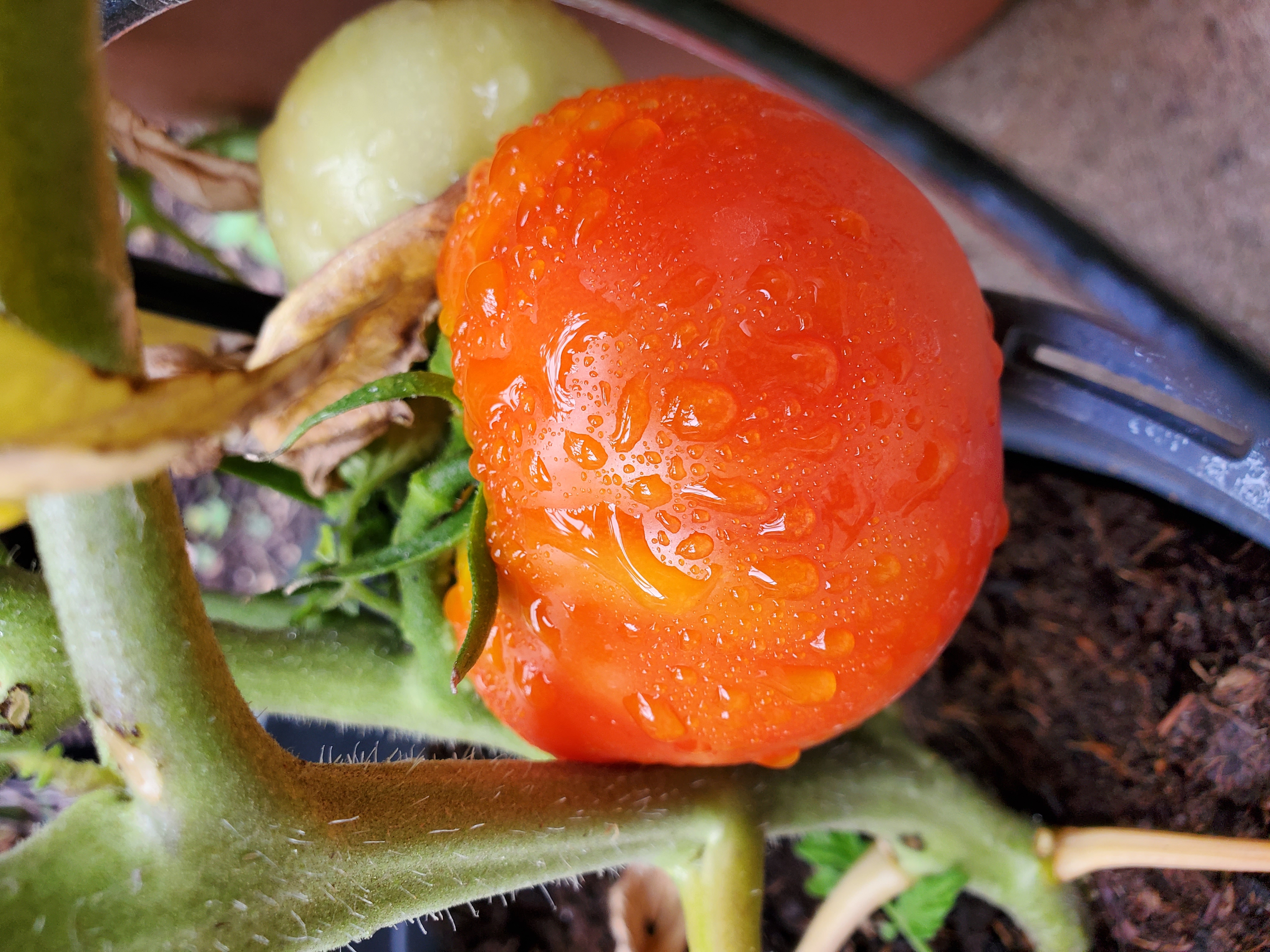 Close-up photo shows a juicy red tomato, covered in glistening raindrops, hanging from a green vine.