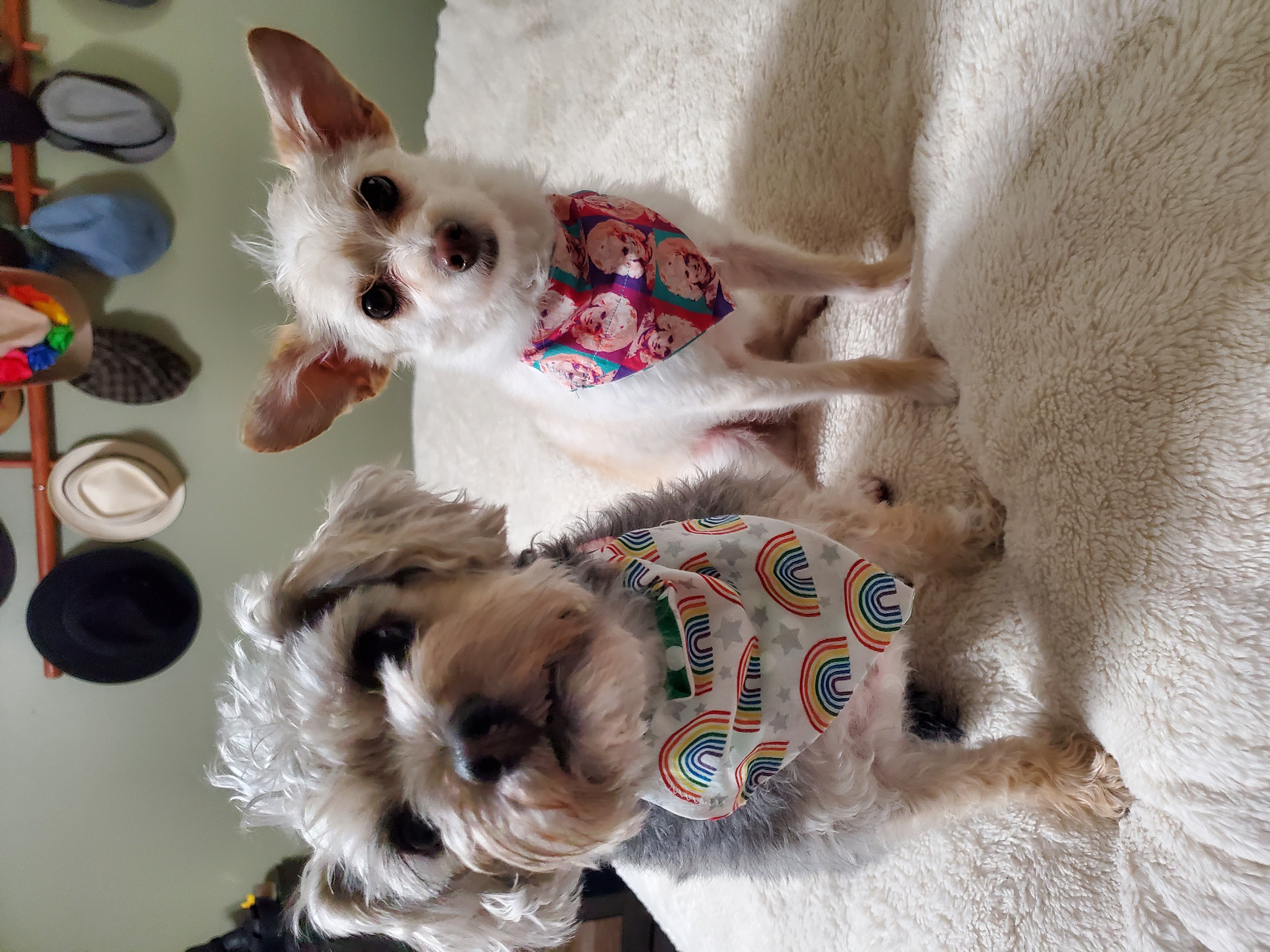 Two small dogs model brightly colored neckerchiefs: Billie Jean is a scruffy, schauzer-looking mutt with silver and gray hair, and her neckerchief has little rainbows on it. Oliver is a big-eared, white-haired mutt and his neckerchief has illustrations of Dolly Parton on it.
