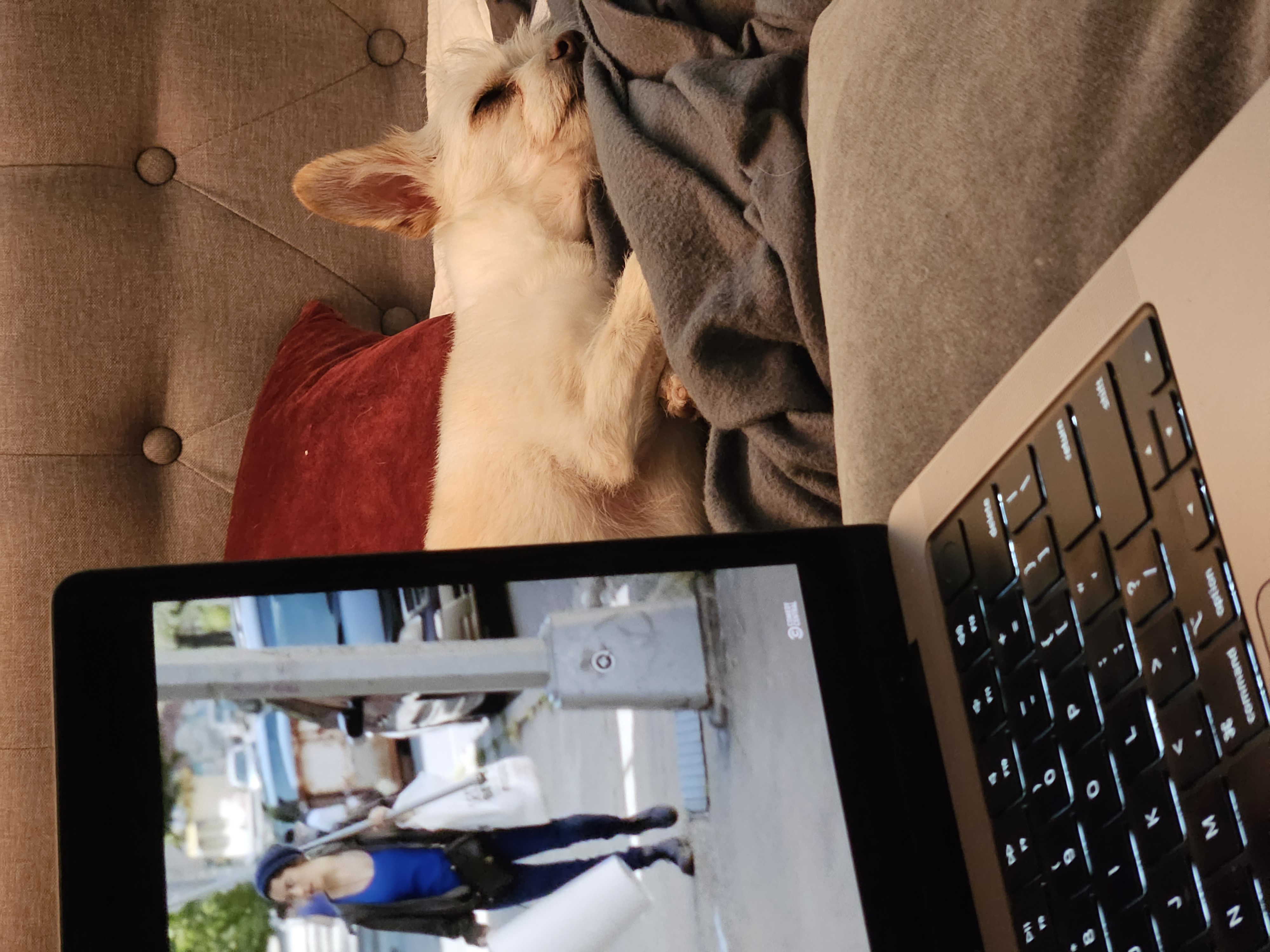 A laptop screen shows a still from "Broad City" in the foreground. Behind it, Emily's small white chihuahua-like dog, Oliver, sleeps peacefully in a pile of blankets.