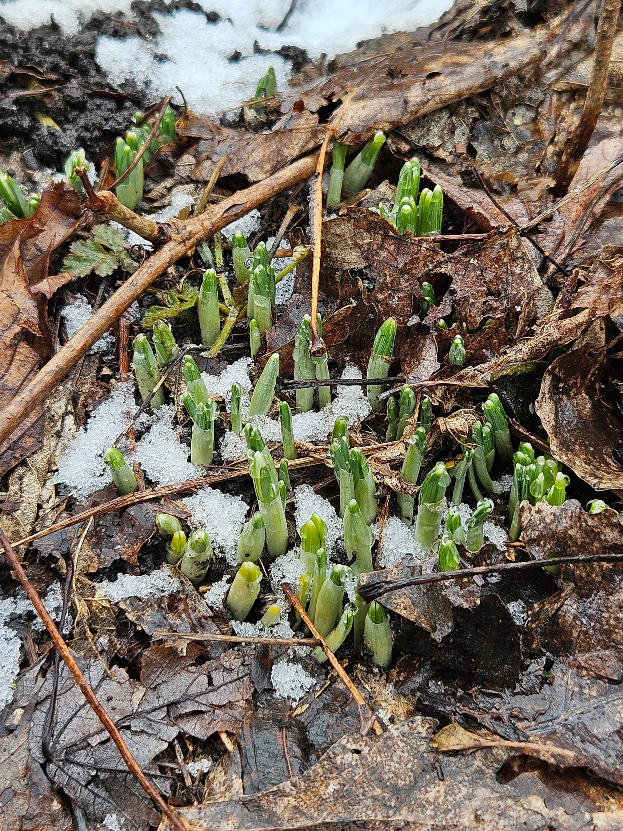 A cluster of short green shoots pokes out from dead leaves and slushy snow.