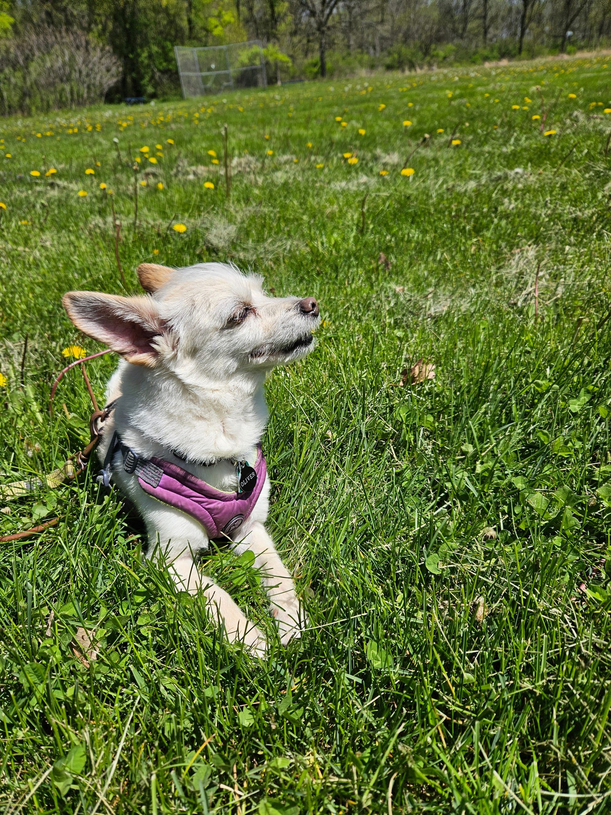A small, white, chihuahua-like dog lays in a grassy field, his face turned into the sun, eyes closed, a slight smile on his tiny adorable face.