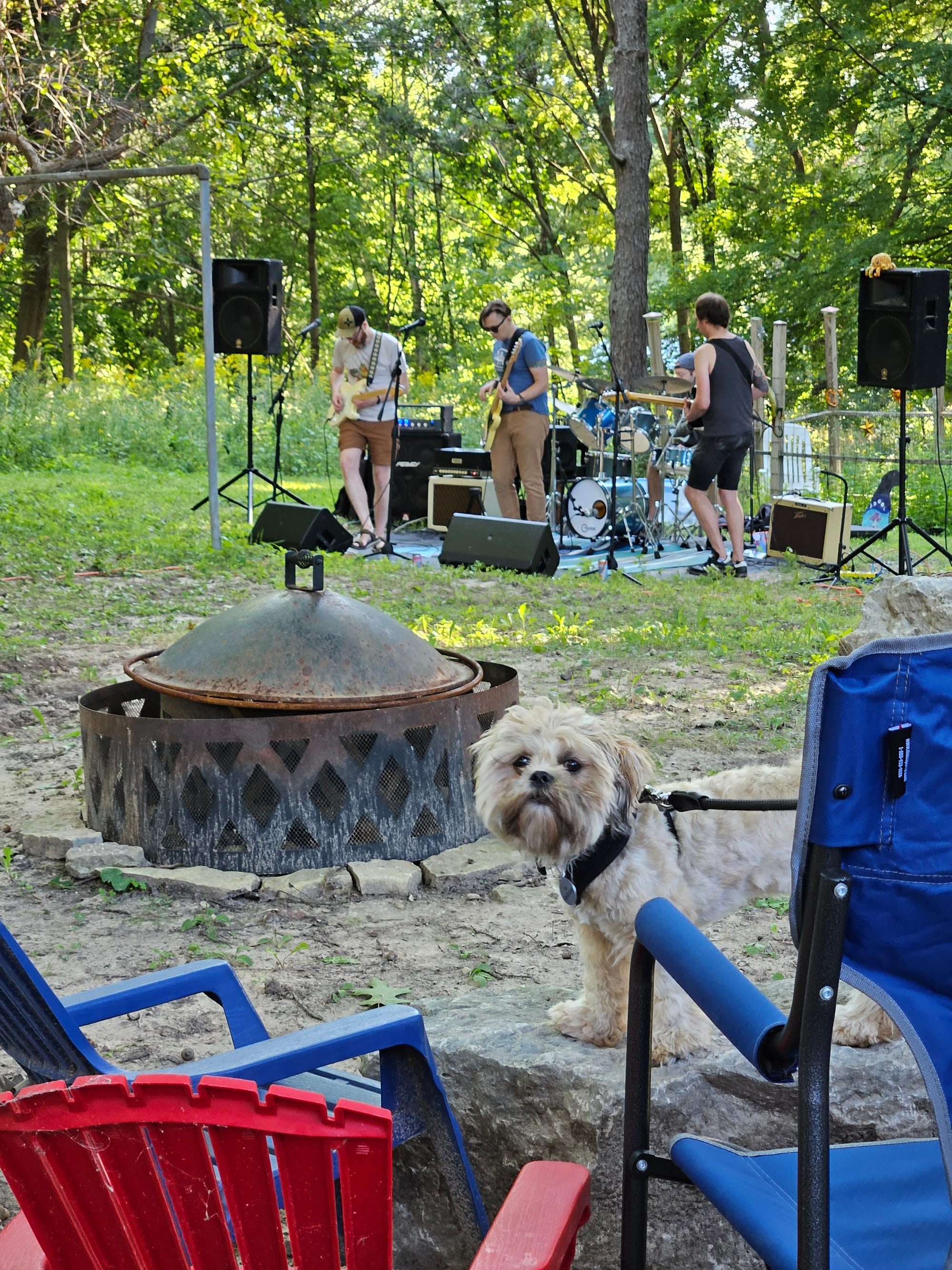 A small dog with a shaggy haircut stands on top of a boulder and looks into the camera. In the background, a band plays in a grassy yard.