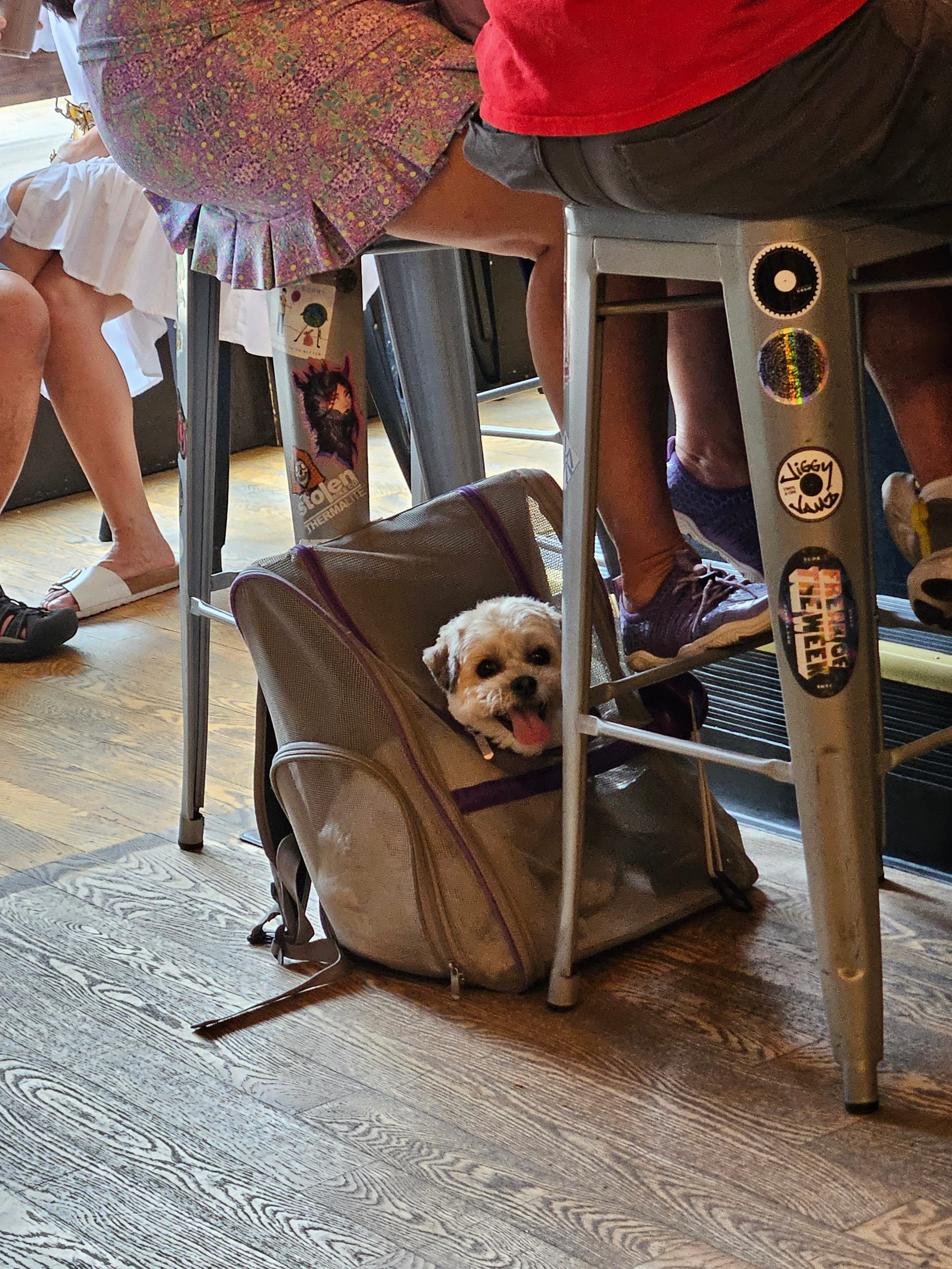 A small dog peers out from its spot in a bag that’s stashed under a metal stool, where the owner is seated.