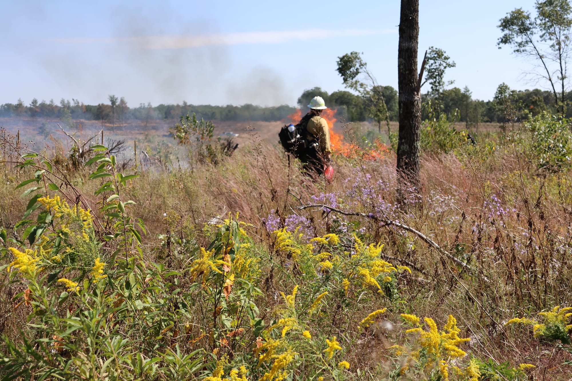 A lone figure walks through a field of goldenrod and tall grasses, looking off at orange flames in the distance.