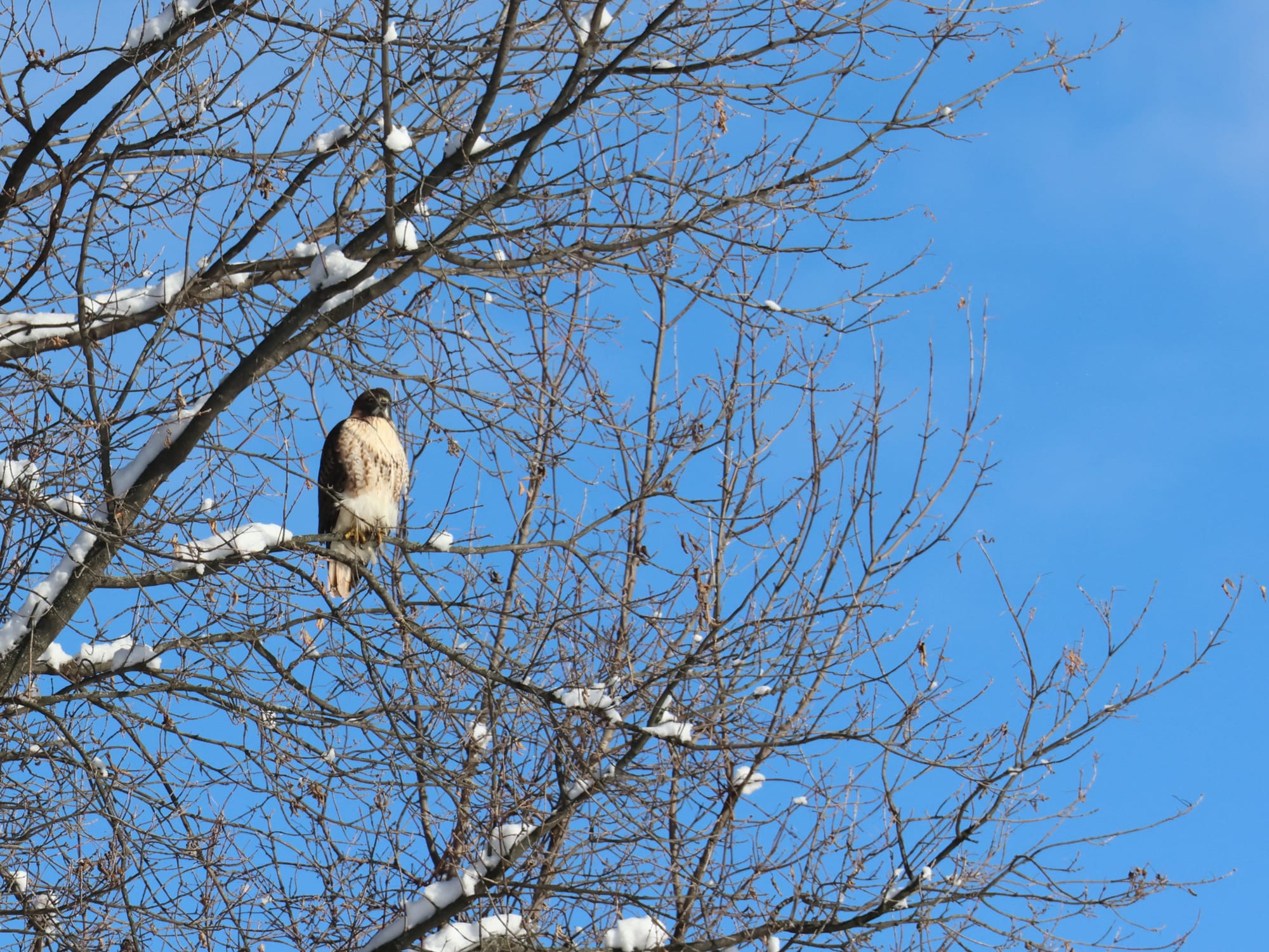 A red-tailed hawk sits perched in bare tree branches that are also covered in bits of snow. There's a clear blue sky overhead.