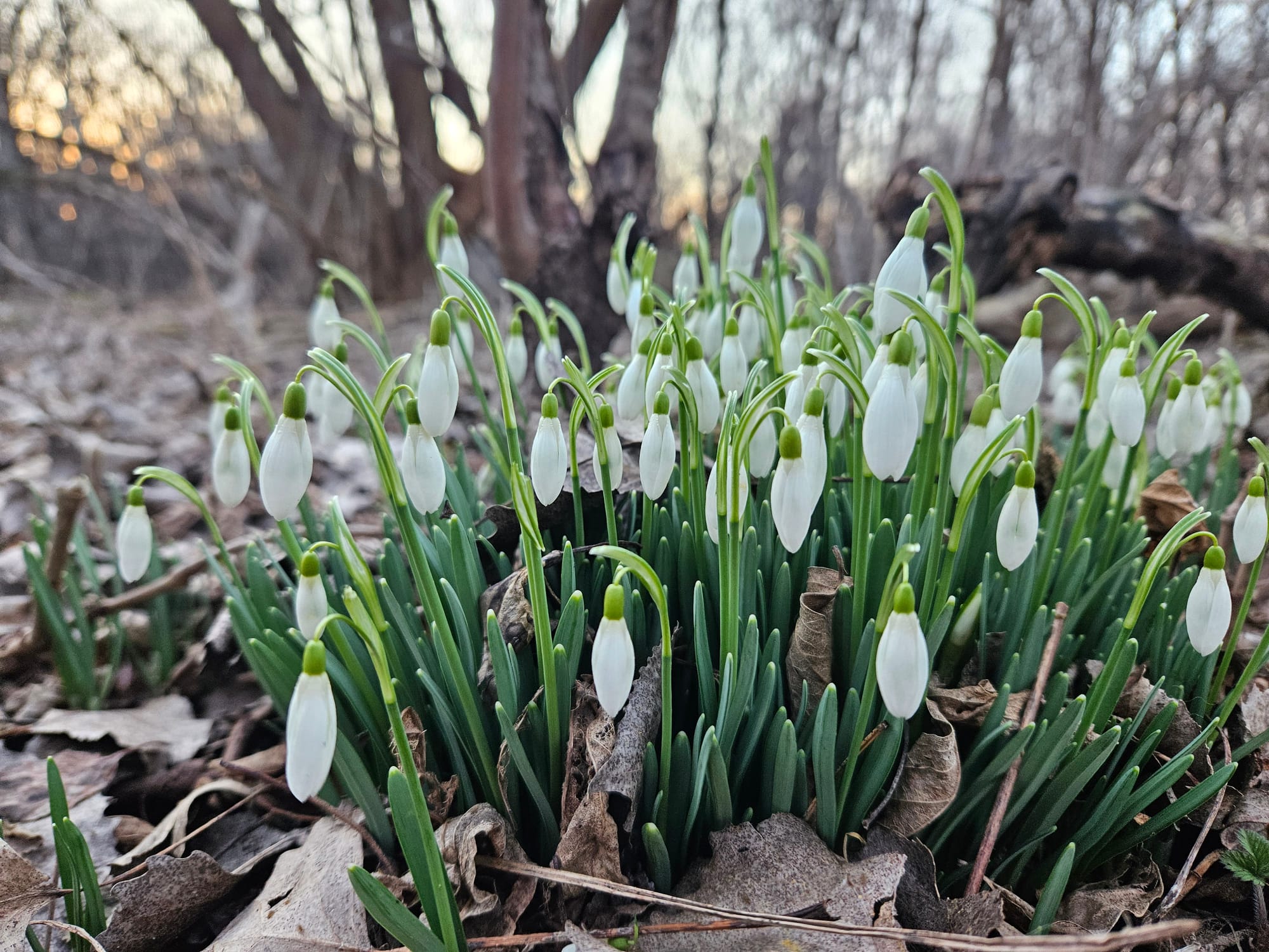 Close-up shot of a cluster of pretty white tear-drop shaped flowers hanging from bright green stems.