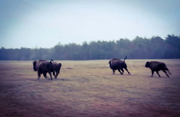 A group of four large buffalo runs across an open field.